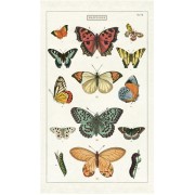 Butterflies Vintage Tea Towel, Kökshandduk